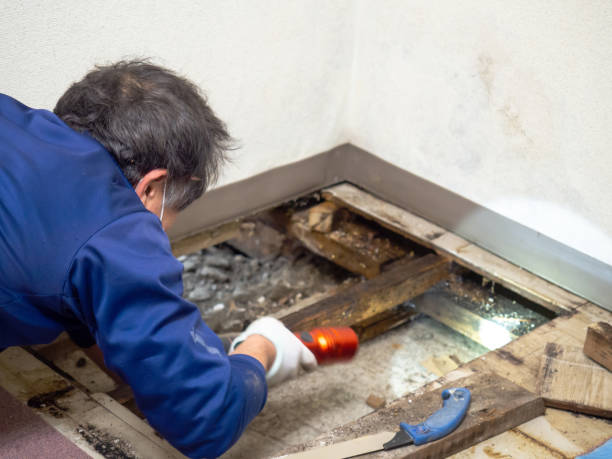 Velva, ND Mold Removal Company