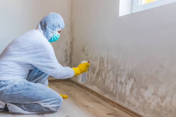 Mold Removal and Inspection in Velva, ND