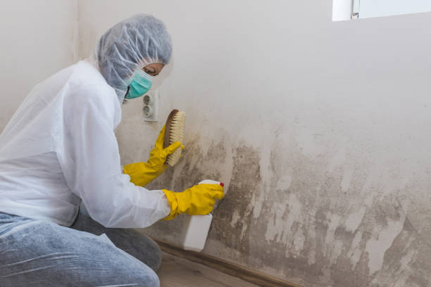 Best Attic Mold Removal  in Velva, ND