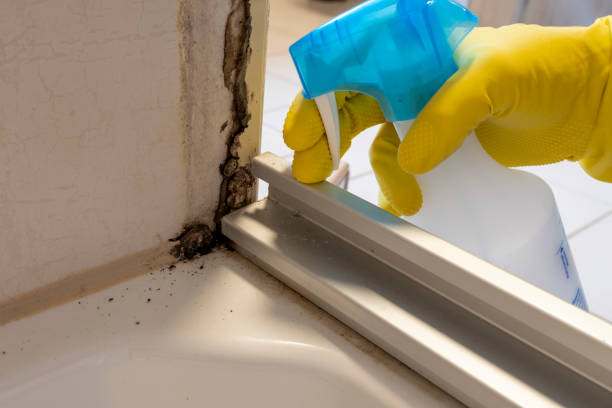 Best Office Mold Removal Services  in Velva, ND
