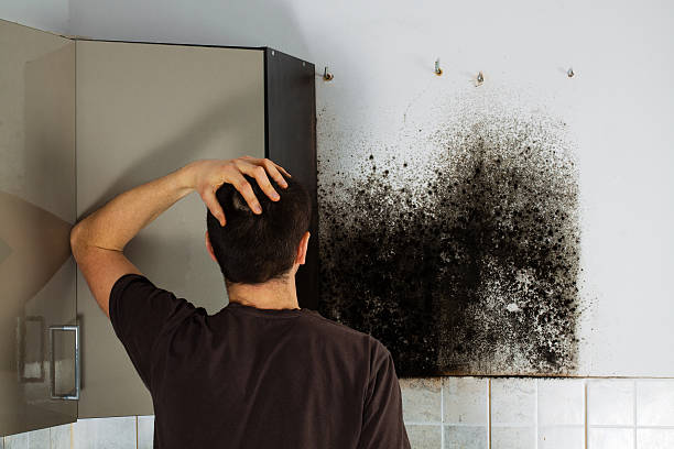 Best Mold Remediation  in Velva, ND