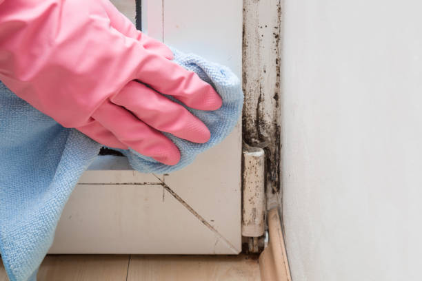 Best Commercial Mold Removal  in Velva, ND