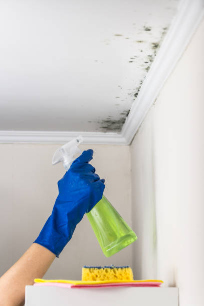 Best Mold Removal Specialists  in Velva, ND